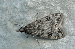 Little Grey (Eudonia lacustrata)