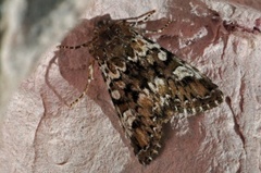 Cameo (Crypsedra gemmea)