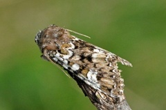 Cameo (Crypsedra gemmea)
