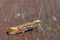 White-shouldered Smudge (Ypsolopha parenthesella)