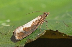Large Sallow Bell (Epinotia caprana)