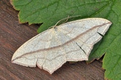 Grå syremåler (Timandra griseata)