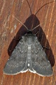 Mørkt klippefly (Standfussiana lucernea)