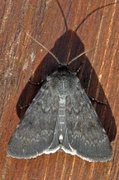 Northern Rustic (Standfussiana lucernea)