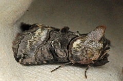 The Spectacle (Abrostola tripartita)