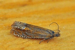 Red Piercer (Lathronympha strigana)