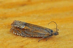 Perikumvikler (Lathronympha strigana)