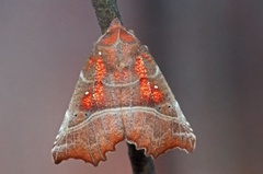 The Herald (Scoliopteryx libatrix)