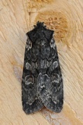 Softly's Shoulder-knot (Lithophane consocia)