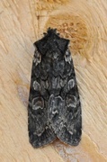 Grått kappefly (Lithophane consocia)