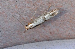 Apple Fruit Moth (Argyresthia conjugella)