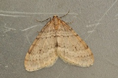 Northern Winter Moth (Operophtera fagata)