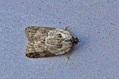 Marmorflatvikler (Acleris variegana)