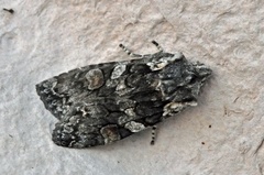 Grått kappefly (Lithophane consocia)