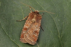 Small Square-spot (Diarsia rubi)