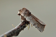 Red Chestnut (Cerastis rubricosa)