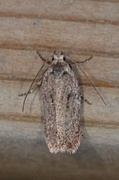 Depressaria silesiaca