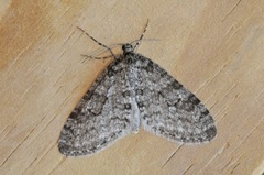 Early Tooth-striped (Trichopteryx carpinata)