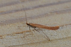 Caloptilia betulicola/elongella