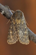 Brindled Ochre (Dasypolia templi)