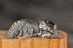 Sallow Kitten (Furcula furcula)