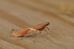 Caloptilia stigmatella