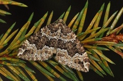 Water Carpet (Lampropteryx suffumata)