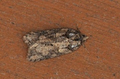 Granflatvikler (Acleris abietana)