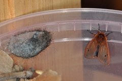 Ruby Tiger (Phragmatobia fuliginosa)
