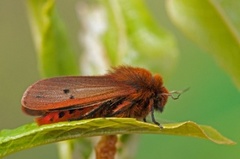 Ruby Tiger (Phragmatobia fuliginosa)