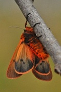 Ruby Tiger (Phragmatobia fuliginosa)