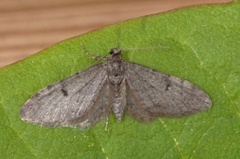 Furudvergmåler (Eupithecia indigata)