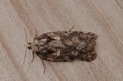 Granflatvikler (Acleris abietana)