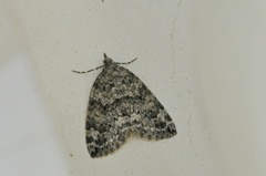 Autumn Green Carpet (Chloroclysta miata)