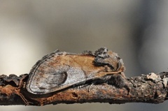 Pebble Prominent (Notodonta ziczac)