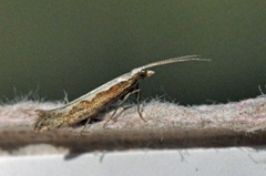 Diamond-back Moth (Plutella xylostella)