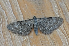 Einerdvergmåler (Eupithecia intricata)