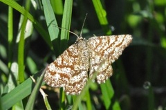 Lyngmåler (Ematurga atomaria)