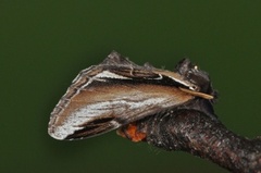 Bjørketannspinner (Pheosia gnoma)