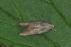 Elachista canapennella