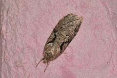 Dawn Flat-body (Semioscopis steinkellneriana)
