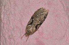 Semioscopis steinkellneriana