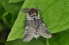 Sallow Kitten (Furcula furcula)