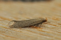 Xystophora pulveratella