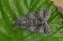 Ospekveldfly (Acronicta megacephala)