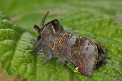 Dvergstjertspinner (Clostera pigra)