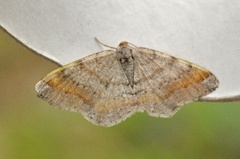 Tawny-barred Angle (Macaria liturata)