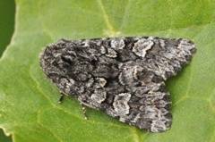 Glaucous Shears (Papestra biren)