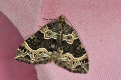 Small Phoenix (Ecliptopera silaceata)