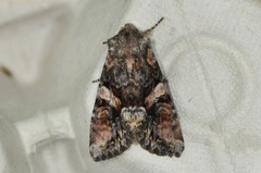 Beautiful Brocade (Lacanobia contigua)